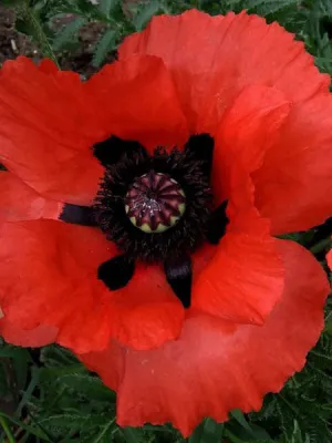 Poppy - Brilliant Oriental
