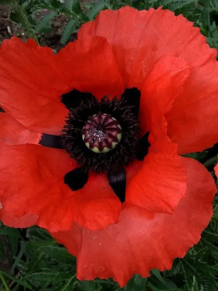 Poppy - Brilliant Oriental